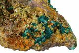 Gemmy Dioptase Clusters with Mimetite - N'tola Mine, Congo #148465-2
